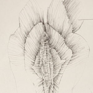 Wissens-Linien – Einführung in das Zeichnen nach der Natur-Zeichenkurs