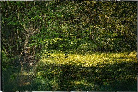 BotGartenMZ_Hirsch_Anne Kuprat 2022
